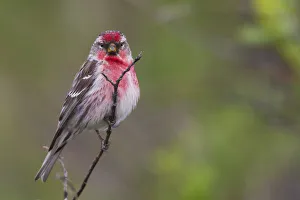 <b class=qtipBold><figcaption>Common Red Poll</figcaption></b><br><em>© Ken Archer / DanitaDelimont.com</em> Common Red Poll