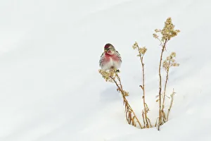 <b class=qtipBold><figcaption>Common Redpole; Wintery Survivor</figcaption></b><br><em>© Ken Archer / DanitaDelimont.com</em> Common Redpole; Wintery Survivor