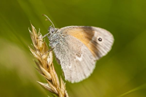 Common ringlet butterfly, Coenonympha tullia, in a field at Phillips Farm in Marshfield Common ringlet butterfly, Coenonympha tullia, in a field at Phillips Farm in Marshfield
