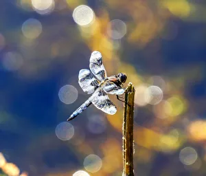 Common whitetail dragonfly with two transparent wings, Juanita Bay Park, Kirkland Common whitetail dragonfly with two transparent wings, Juanita Bay Park, Kirkland