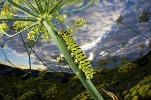 Common Yellow Swallowtail caterpillar and fisheye view to the sky (Papilio machaon) Common Yellow Swallowtail caterpillar and fisheye view to the sky (Papilio machaon)