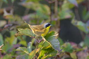 Common Yellowthroat (Geothlypis trichas) male in Blue Atlas Cedar Marion Co. IL Common Yellowthroat (Geothlypis trichas) male in Blue Atlas Cedar Marion Co. IL