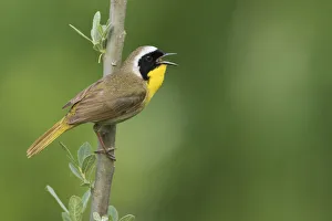 <b class=qtipBold><figcaption>Common Yellowthroat Warbelr</figcaption></b><br><em>© Ken Archer / DanitaDelimont.com</em> Common Yellowthroat Warbelr