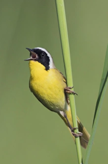 <b class=qtipBold><figcaption>Common Yellowthroat Warbler Singing</figcaption></b><br><em>© Ken Archer / DanitaDelimont.com</em> Common Yellowthroat Warbler Singing