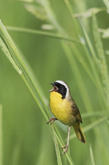 <b class=qtipBold><figcaption>Common Yellowthroat Warbler Singing</figcaption></b><br>Common Yellowthroat Warbler singing<br><em>© Ken Archer / DanitaDelimont.com</em> Common Yellowthroat Warbler Singing