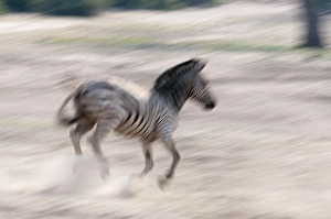 Common zebra (Equus quagga), Chobe National Park, Botswana Common zebra (Equus quagga), Chobe National Park, Botswana