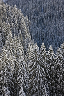 Conifer forest in fresh snow in KientalThe valley Kiental is part of the UNESO heritage Conifer forest in fresh snow in KientalThe valley Kiental is part of the UNESO heritage
