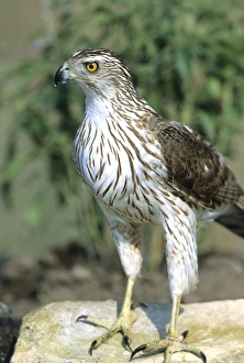 Coopers Hawk (Accipiter cooperii) immature, Starr Co., Texas Coopers Hawk (Accipiter cooperii) immature, Starr Co., Texas