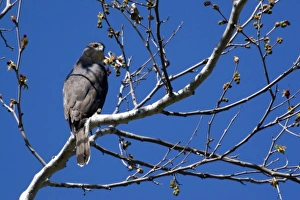 Coopers Hawk sitting in tree at Santee Lakes in San Diego Coopers Hawk sitting in tree at Santee Lakes in San Diego