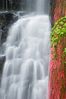 Coopey Falls, Columbia River Gorge National Scenic Area, Oregon USA Coopey Falls, Columbia River Gorge National Scenic Area, Oregon USA