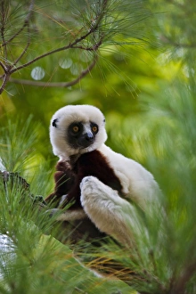 Coquerels Sifaka (Propithecus coquereli) in the forest, Perinet Reserve, Toamasina Coquerels Sifaka (Propithecus coquereli) in the forest, Perinet Reserve, Toamasina