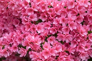 <b class=qtipBold><figcaption>Coral Bells Azalea, USA</figcaption></b><br>Coral Bells Azalea, Usa<br><em>© Lisa Engelbrecht / DanitaDelimont.com</em> Coral Bells Azalea, USA