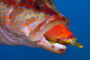 Images Dated 16th October 2004: Coral Grouper (Cephalopholis Miniata), Anthias (Pseudanthias squamipinnis), Golden Sweeper