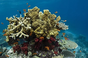 Coral Reef Diversity, Rainbow Reef, Fiji. South Pacific Coral Reef Diversity, Rainbow Reef, Fiji. South Pacific