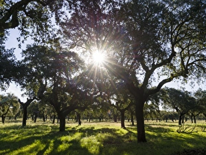 Cork oak (Quercus suber) in the Alentejo. Europe, Southern Europe, Portugal, Alentejo Cork oak (Quercus suber) in the Alentejo. Europe, Southern Europe, Portugal, Alentejo