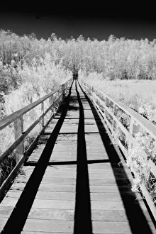 Corkscrew Swamp Sanctuary boardwalk, Florida, USA Corkscrew Swamp Sanctuary boardwalk, Florida, USA