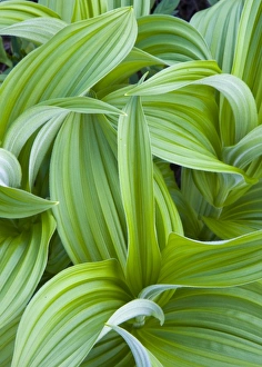 Corn Lilly aka False Hellebore in the Cascades of Washington Corn Lilly aka False Hellebore in the Cascades of Washington