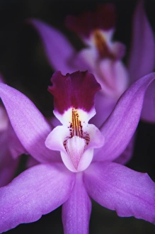 Costa Rica, Ankester Botonical Gardens, Close-up of orchid Costa Rica, Ankester Botonical Gardens, Close-up of orchid
