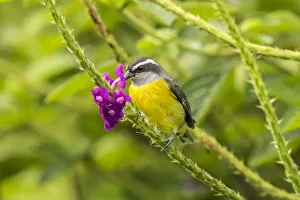 Costa Rica, Arenal. Bananaquit feeding on vervain Costa Rica, Arenal. Bananaquit feeding on vervain