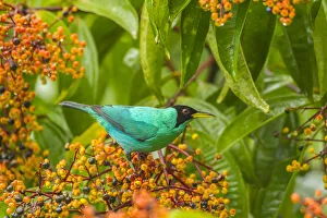 Costa Rica, Arenal. Green honeycreeper and berries Costa Rica, Arenal. Green honeycreeper and berries