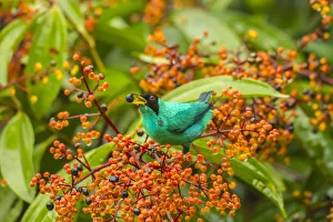 Costa Rica, Arenal. Green honeycreeper feeding Costa Rica, Arenal. Green honeycreeper feeding