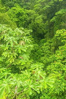 Costa Rica, Arenal Hanging Bridges. Rainforest landscape Costa Rica, Arenal Hanging Bridges. Rainforest landscape