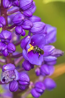 Costa Rica, Arenal. Insect on blossom. Credit as: Cathy & Gordon Illg / Jaynes Gallery Costa Rica, Arenal. Insect on blossom. Credit as: Cathy & Gordon Illg / Jaynes Gallery