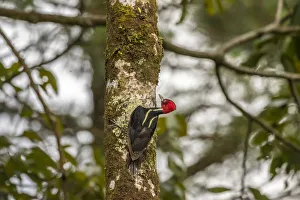 Costa Rica, Arenal. Pale-billed woodpecker on tree Costa Rica, Arenal. Pale-billed woodpecker on tree