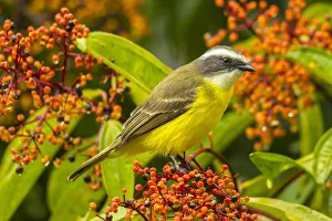 Costa Rica, Arenal. Social flycatcher close-up Costa Rica, Arenal. Social flycatcher close-up