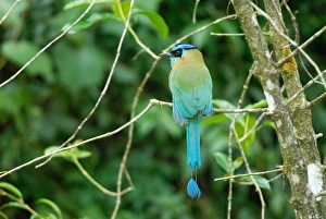 Costa Rica, Blue-crowned motmot in cloud forest Costa Rica, Blue-crowned motmot in cloud forest