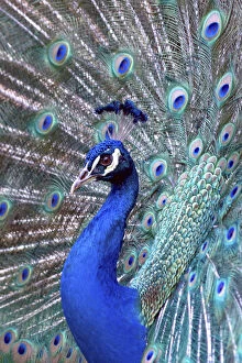Images Dated 12th January 2010: Costa Rica, Central America. Captive. India Blue Peacock displaying