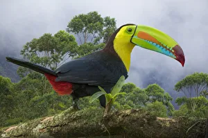 Costa Rica. Composite close-up of keel-billed toucan Costa Rica. Composite close-up of keel-billed toucan