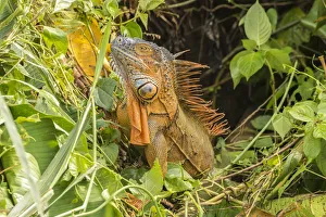 Costa Rica, La Selva Biological Research Station. Green iguana close-up. Credit as Costa Rica, La Selva Biological Research Station. Green iguana close-up. Credit as