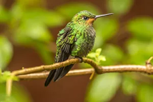 Costa Rica, Monte Verde Cloud Forest Reserve. Female purple-throated mountain gem close-up Costa Rica, Monte Verde Cloud Forest Reserve. Female purple-throated mountain gem close-up