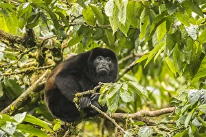 Costa Rica, Monte Verde Cloud Forest Reserve. Mantled howler monkey close-up. Credit as Costa Rica, Monte Verde Cloud Forest Reserve. Mantled howler monkey close-up. Credit as