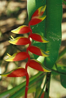 Costa Rica, Osa Peninsula. Heliconia flower in bloom Costa Rica, Osa Peninsula. Heliconia flower in bloom