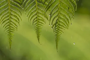 Costa Rica, Sarapique River Valley. Fern in rain Costa Rica, Sarapique River Valley. Fern in rain