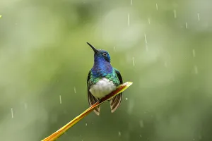 Costa Rica, Sarapiqui River Valley. Male white-necked jacobin on leaf in rain. Credit as Costa Rica, Sarapiqui River Valley. Male white-necked jacobin on leaf in rain. Credit as