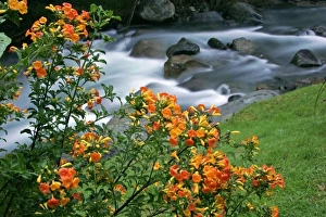 Costa Rica, Savegre River Valley. Blooming flowers above the Savegre River Costa Rica, Savegre River Valley. Blooming flowers above the Savegre River