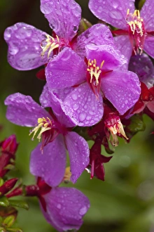 Costa Rica, Volcan Poas National Park, Mist covers Cerillo flower (Escalonia europensis) Costa Rica, Volcan Poas National Park, Mist covers Cerillo flower (Escalonia europensis)