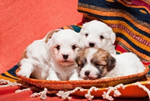 Coton de Tulear puppies lying in an Indian basket on a Indian blanket Coton de Tulear puppies lying in an Indian basket on a Indian blanket