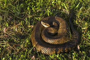 Cottonmouth (Agkistrodon piscivorus) or Water moccasin, Little St Simons Island Cottonmouth (Agkistrodon piscivorus) or Water moccasin, Little St Simons Island