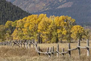 Teton Range Gallery: Cottonwood trees and fence in fall and Teton Range, Grand Teton National Park, Wyoming