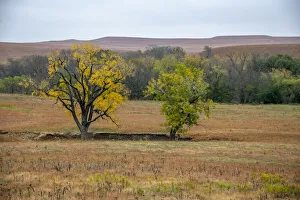 Cottonwood trees in the Flint Hills of Kansas Cottonwood trees in the Flint Hills of Kansas