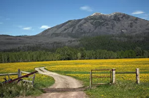 Glacier National Park Gallery: Country Roads Montana Countryside Yellow Flower Farm in front of Mountain Near Glacier