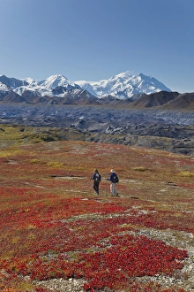 A couple hikes on a colorful carpet of autumn tundra next to the Muldrow Glacier A couple hikes on a colorful carpet of autumn tundra next to the Muldrow Glacier