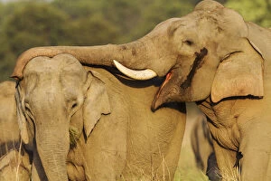 Images Dated 29th September 2019: Courting pair of Asian Elephants. Corbett National Park, India