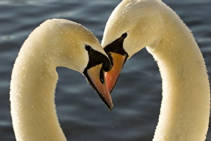 Courtship display of mute swans, Cygnus olor, Stanley Park, British Columbia Courtship display of mute swans, Cygnus olor, Stanley Park, British Columbia