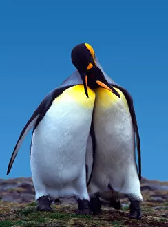 Images Dated 5th January 2006: Courtship ritual of a pair of King Penguins (Aptenodytes patagonica)