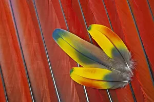 Three Covert Feathers laying on Scarlet Macaws Tail Feathers